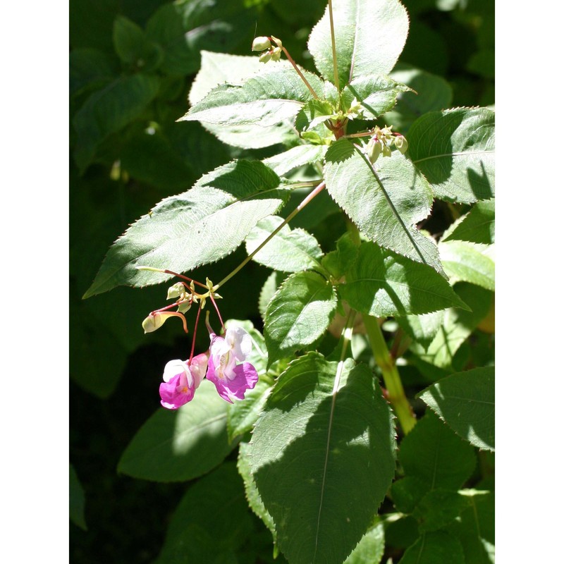 impatiens balfourii hook. fil.