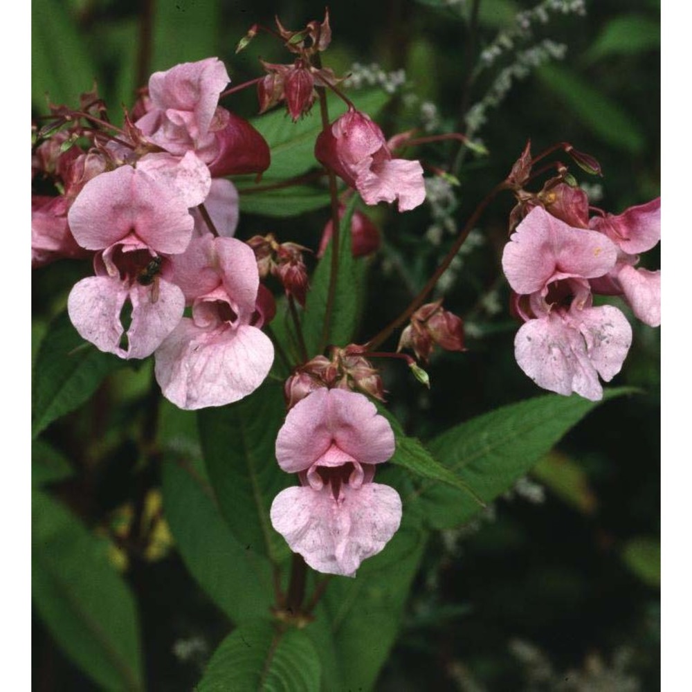 impatiens balsamina l.