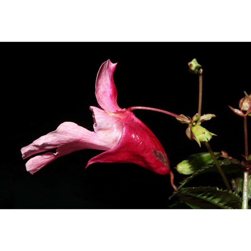 impatiens glandulifera royle