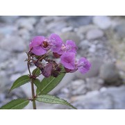 impatiens glandulifera royle