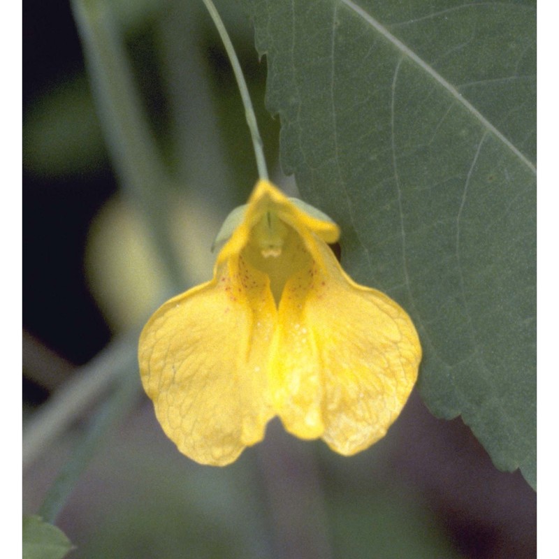 impatiens noli-tangere l.