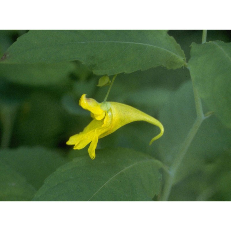 impatiens noli-tangere l.