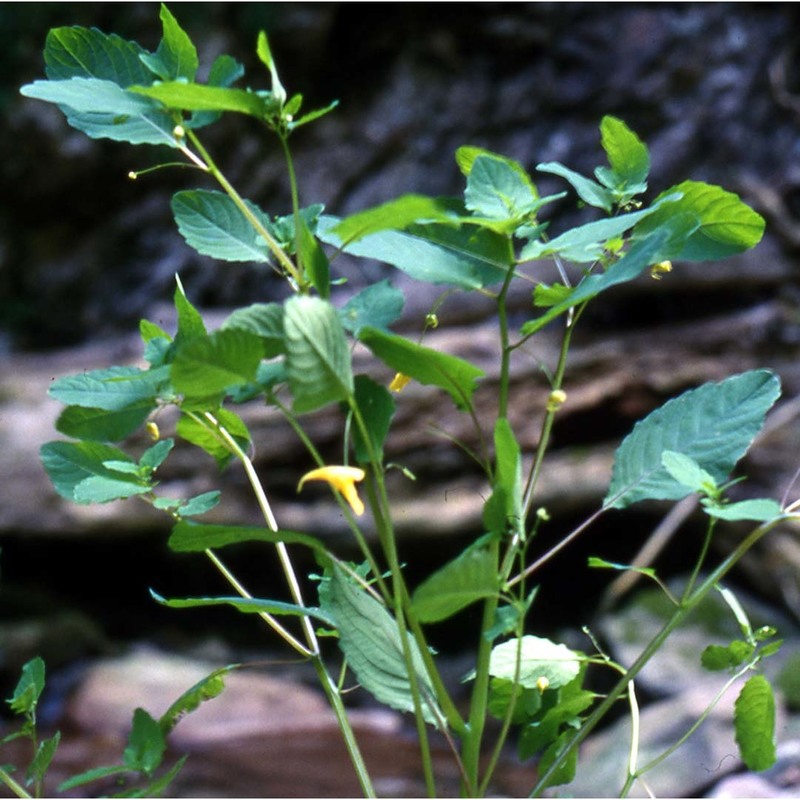 impatiens noli-tangere l.