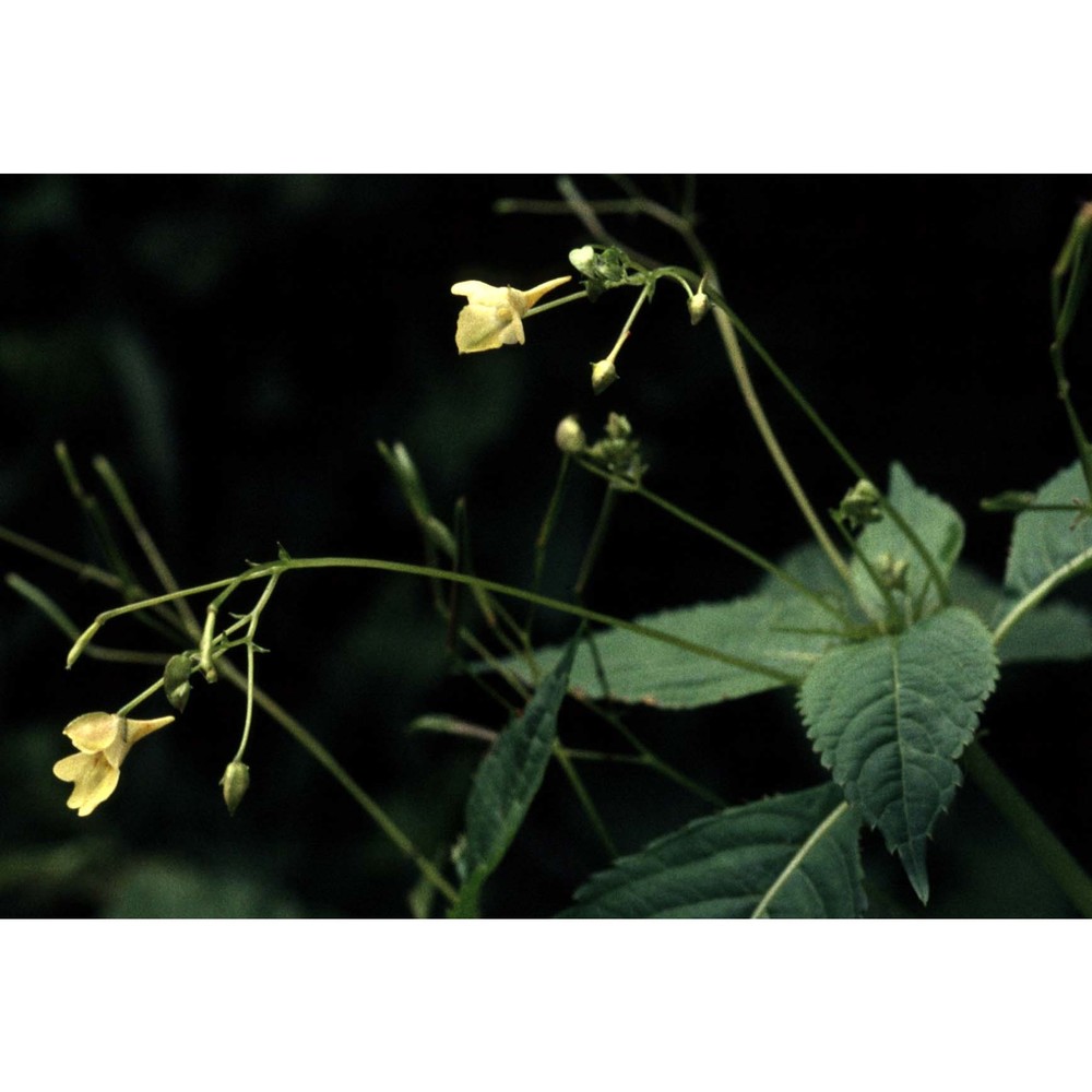 impatiens parviflora dc.