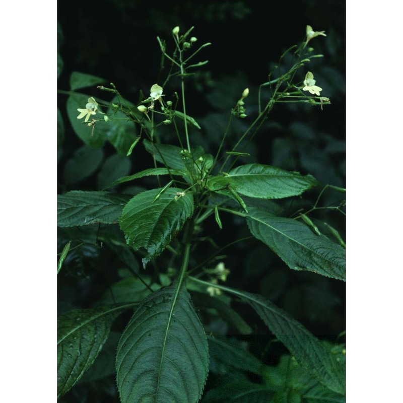 impatiens parviflora dc.