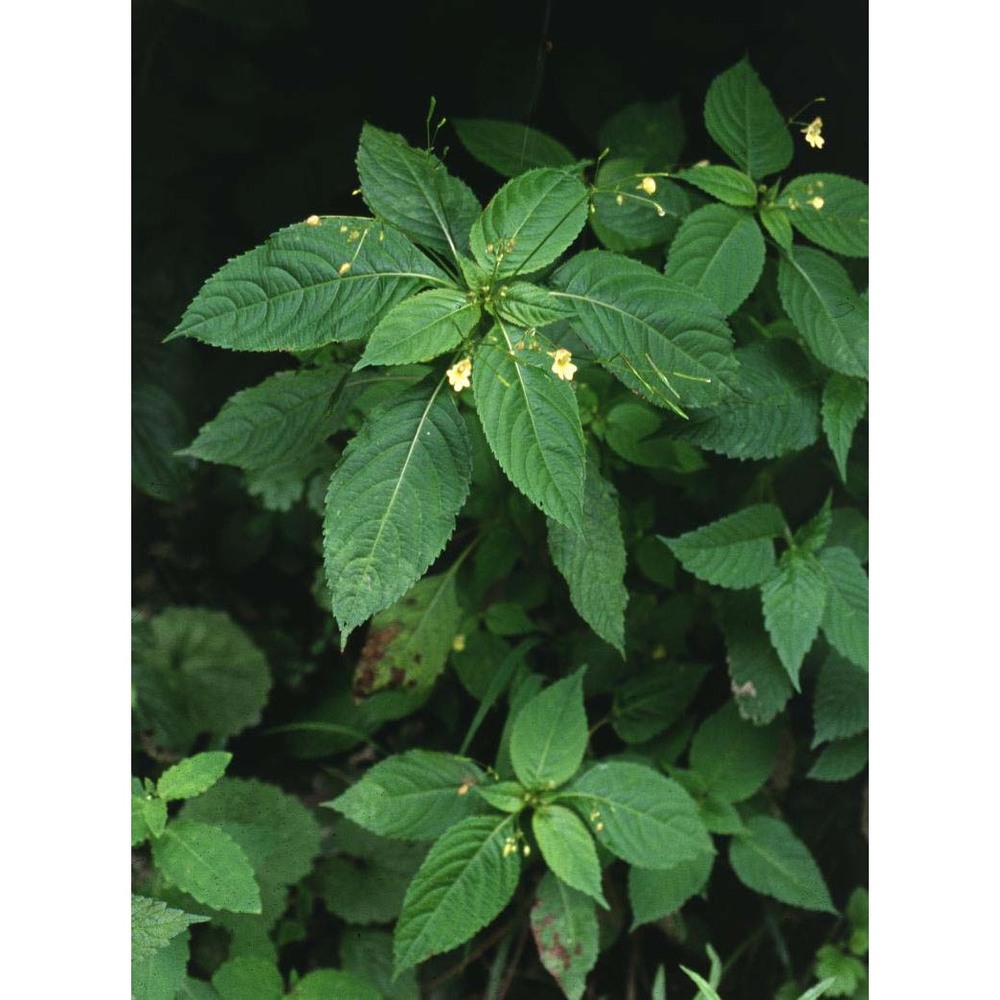 impatiens parviflora dc.