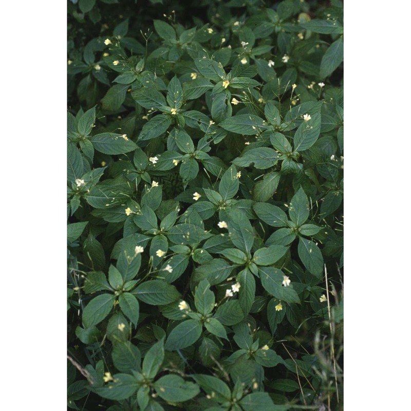 impatiens parviflora dc.