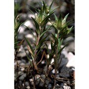 collomia linearis nutt.