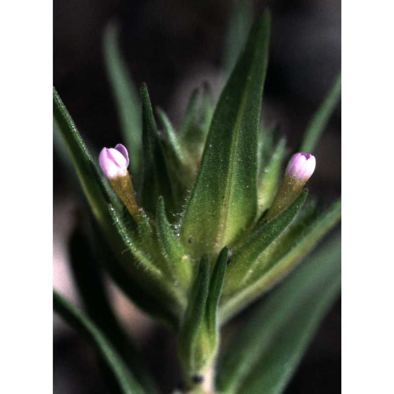 collomia linearis nutt.