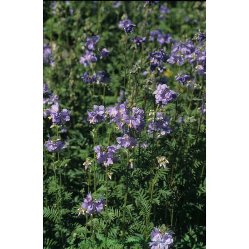 polemonium caeruleum l.