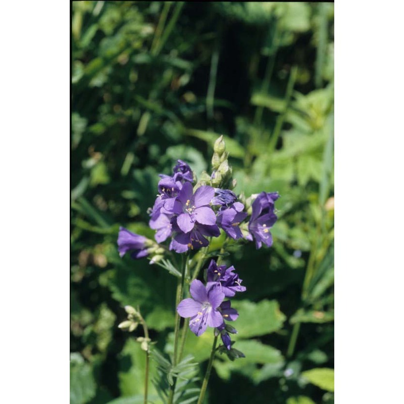 polemonium caeruleum l.