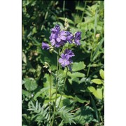 polemonium caeruleum l.