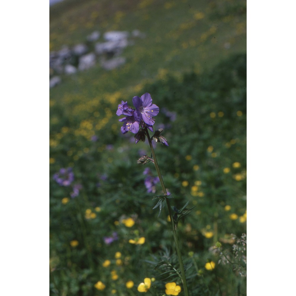 polemonium caeruleum l.