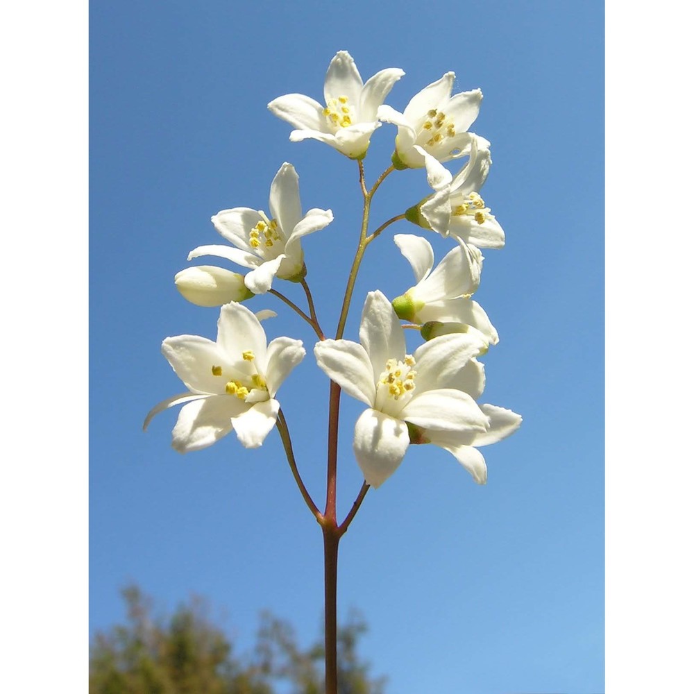 deutzia gracilis siebold et zucc.