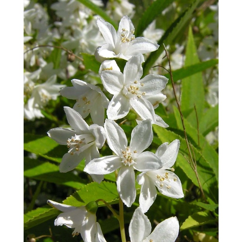 deutzia gracilis siebold et zucc.