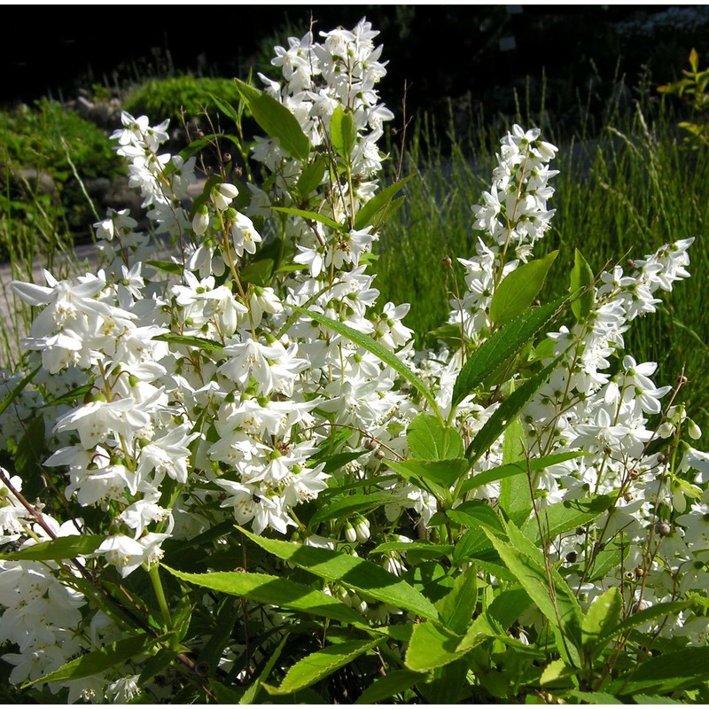 deutzia gracilis siebold et zucc.