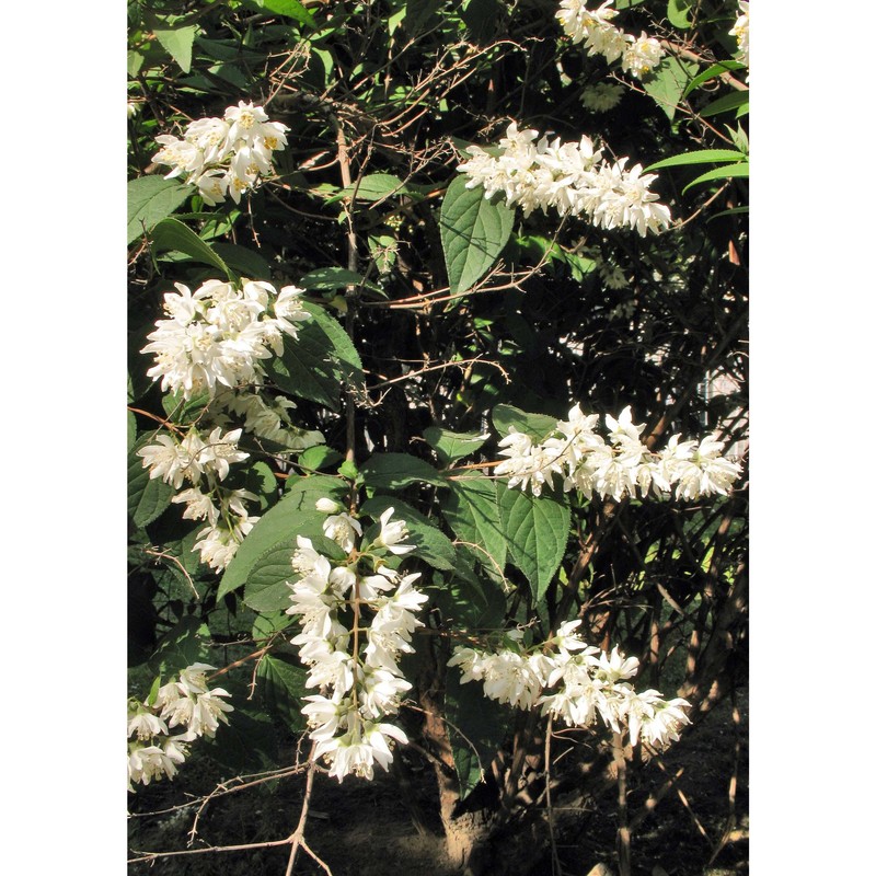 deutzia scabra thunb.