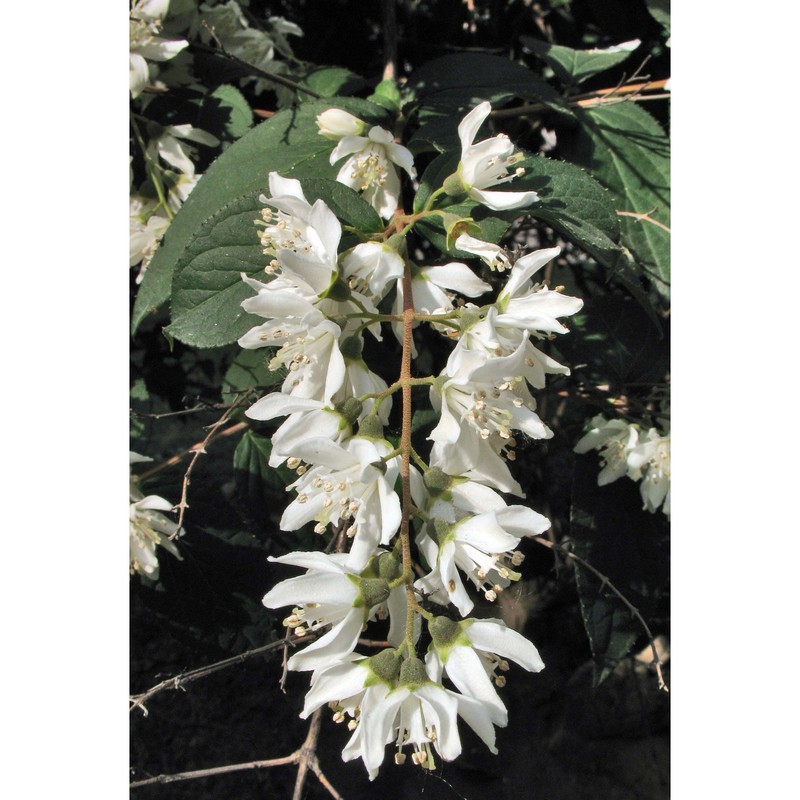 deutzia scabra thunb.