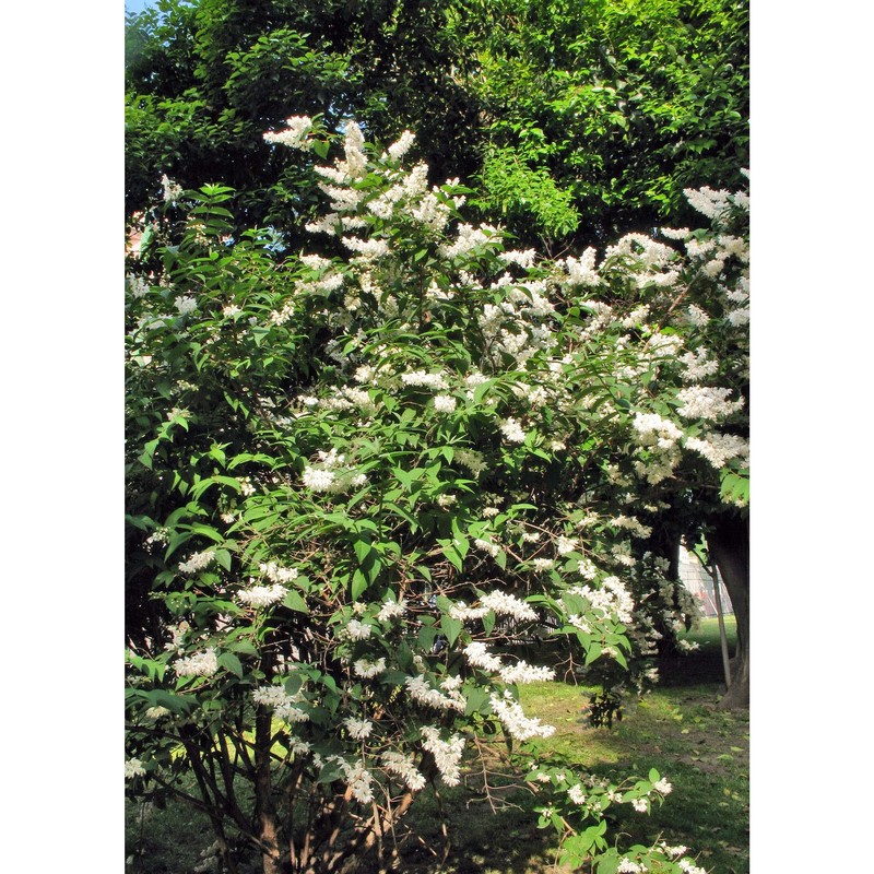 deutzia scabra thunb.