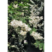 deutzia scabra thunb.