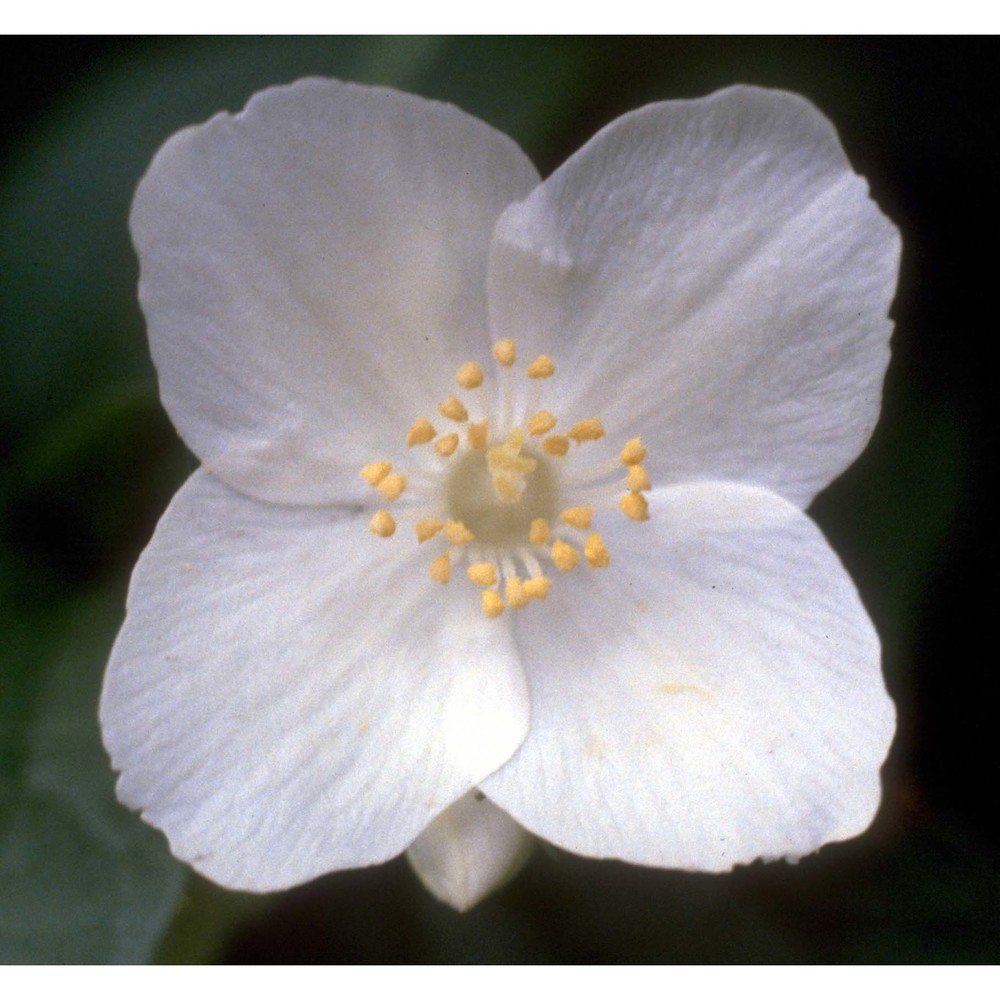 philadelphus coronarius l.