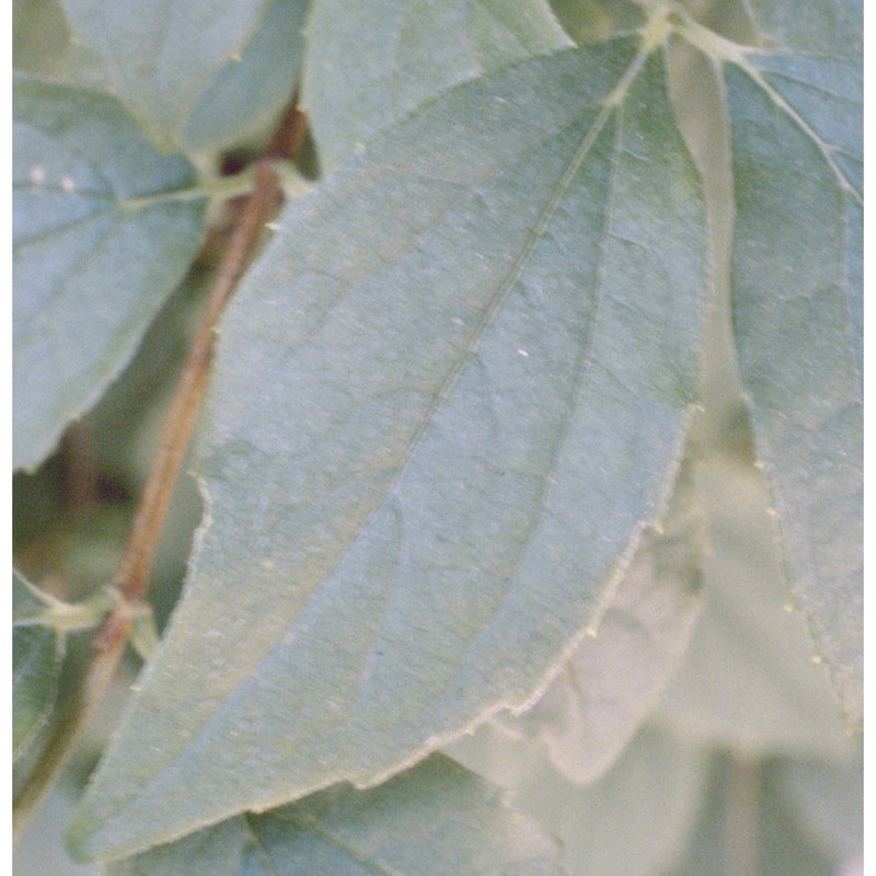 philadelphus coronarius l.