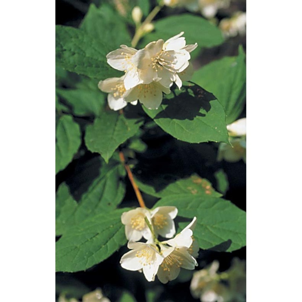 philadelphus coronarius l.