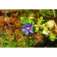 anagallis arvensis l.