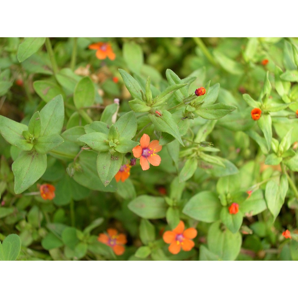 anagallis arvensis l.