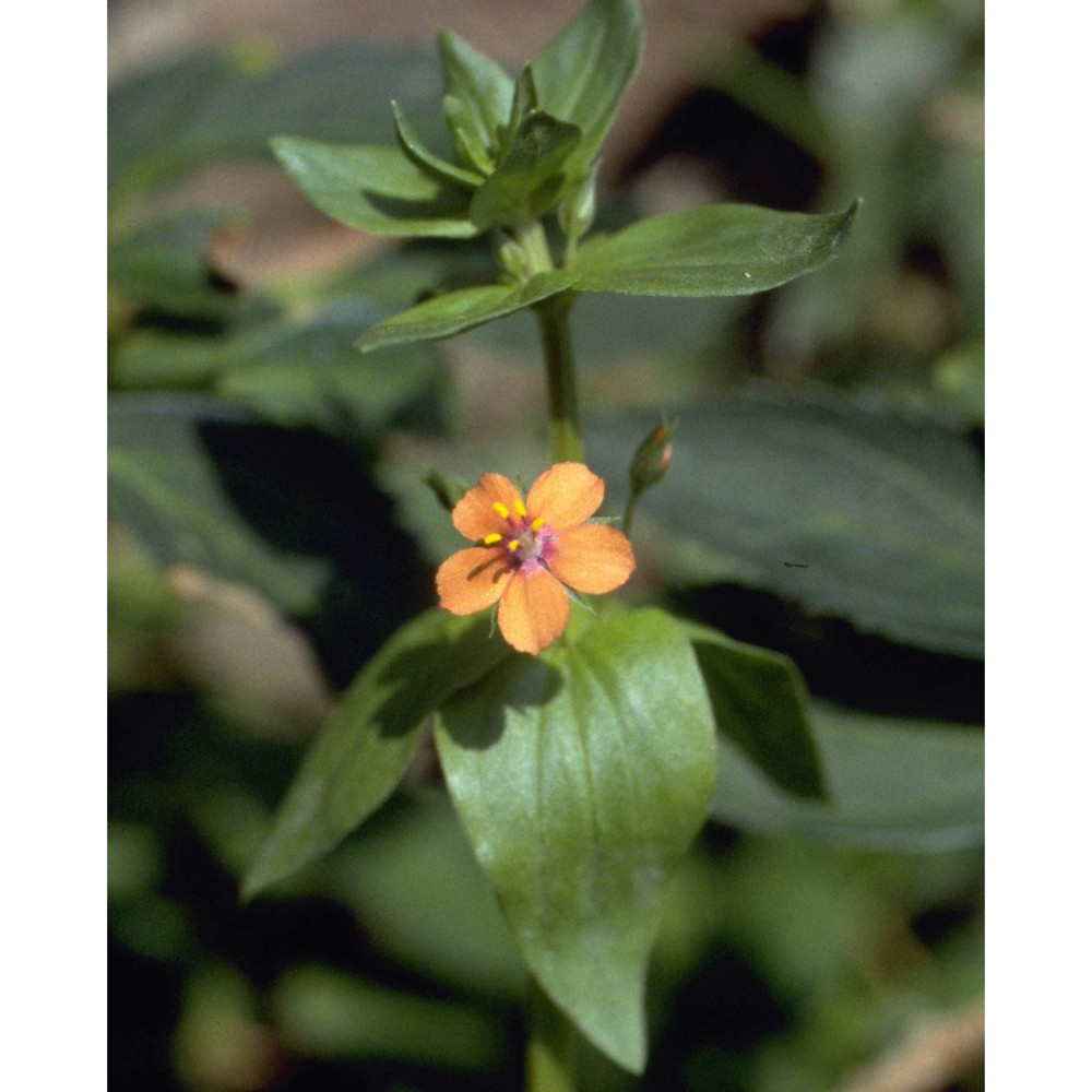 anagallis arvensis l.