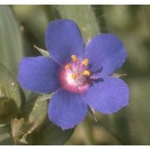 anagallis foemina mill.