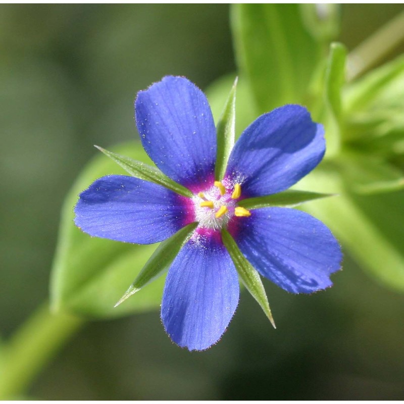 anagallis foemina mill.