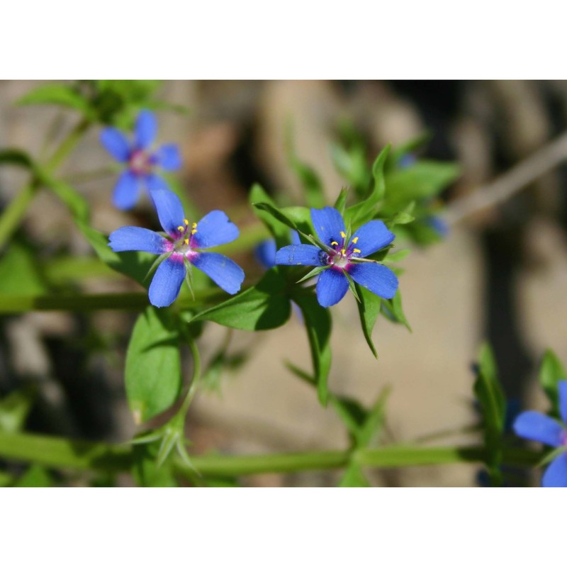 anagallis foemina mill.