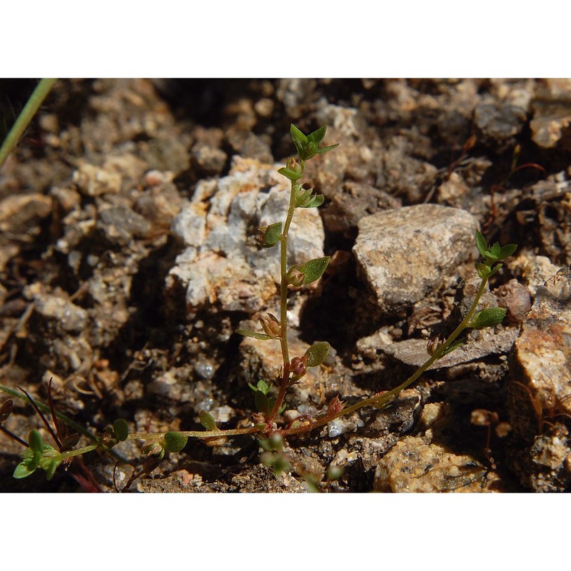 anagallis minima (l.) e. h. l. krause