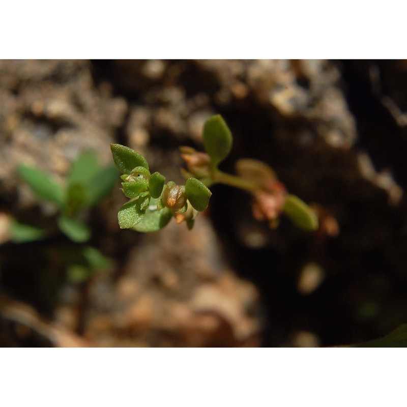 anagallis minima (l.) e. h. l. krause