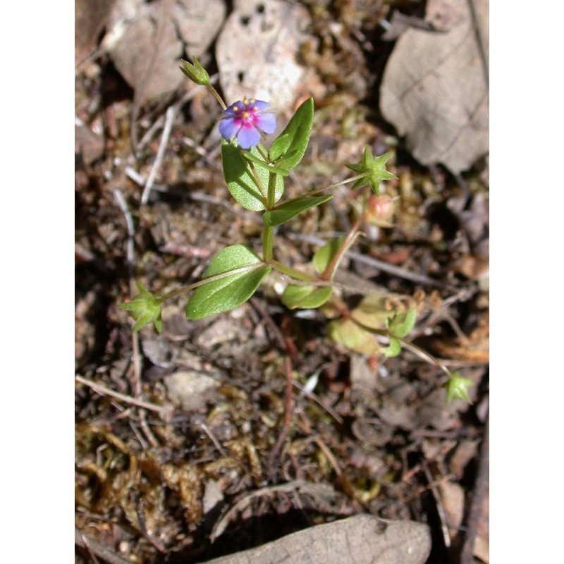 anagallis parviflora hoffmanns. et link