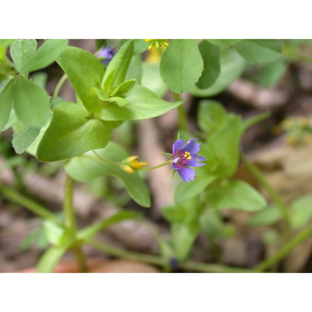 anagallis parviflora hoffmanns. et link