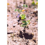 anagallis parviflora hoffmanns. et link