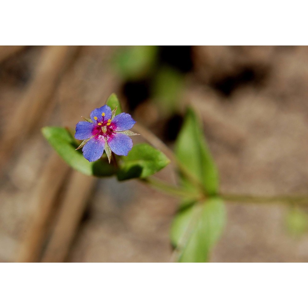 anagallis parviflora hoffmanns. et link