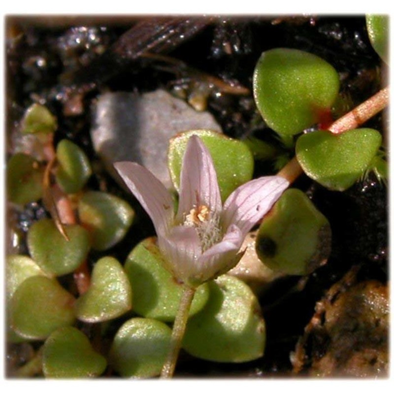 anagallis tenella (l.) l.