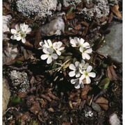 androsace adfinis biroli