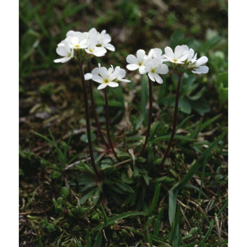 androsace adfinis biroli