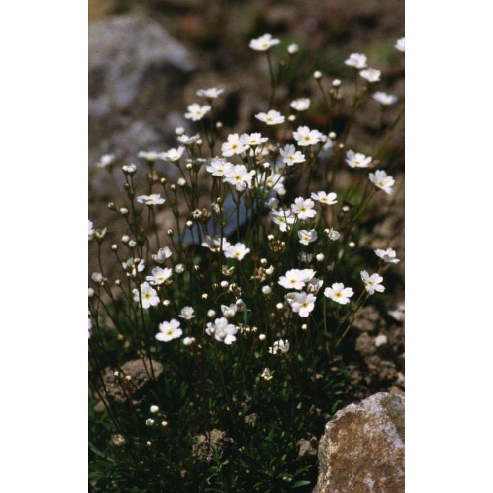 androsace lactea l.