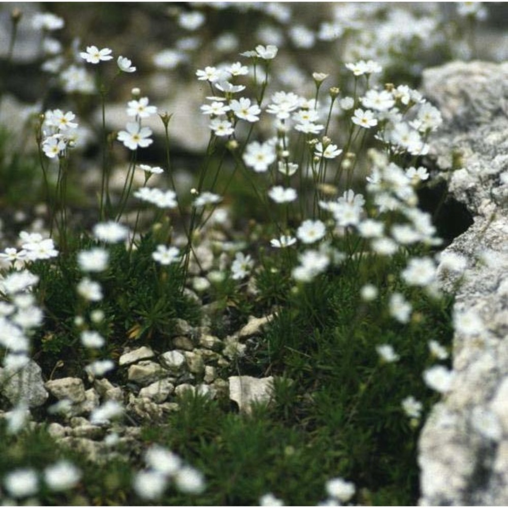 androsace lactea l.