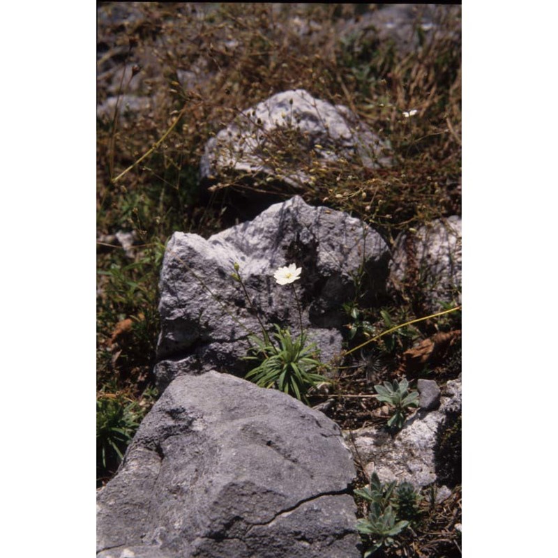 androsace lactea l.