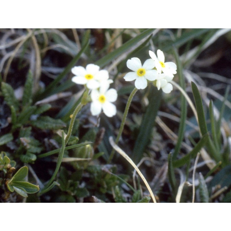 androsace obtusifolia all.