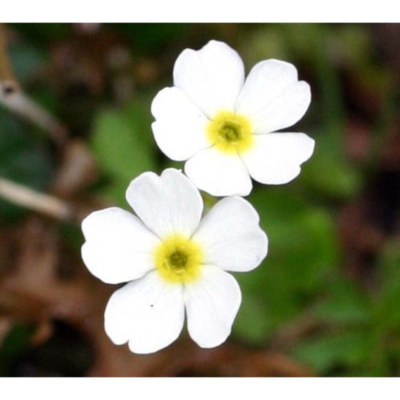 androsace obtusifolia all.