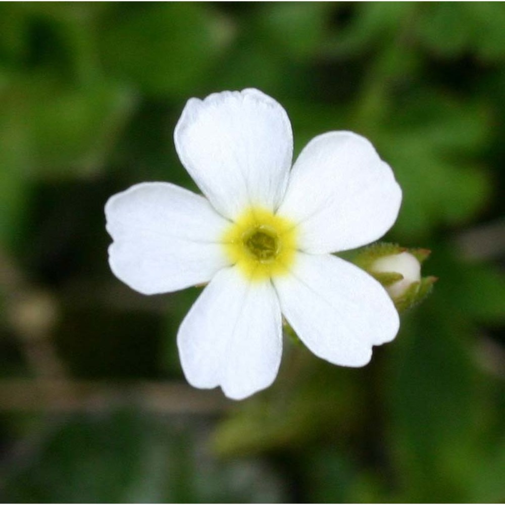 androsace obtusifolia all.