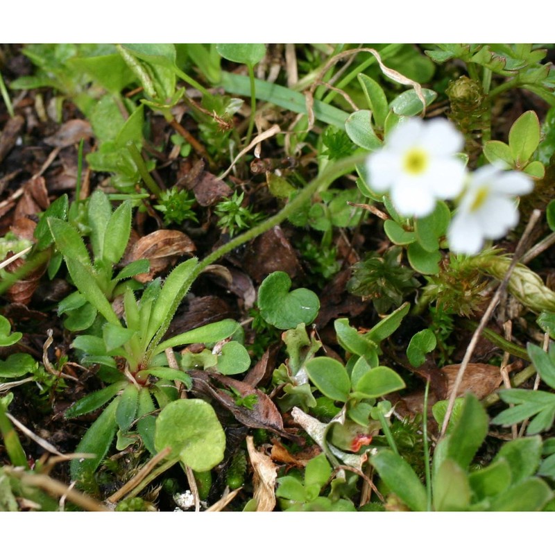 androsace obtusifolia all.