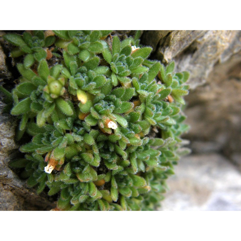 androsace pubescens dc.